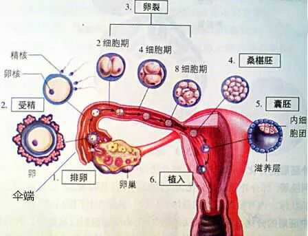 杭州想捐卵联系，杭州供卵试管婴儿_杭州辅助生殖