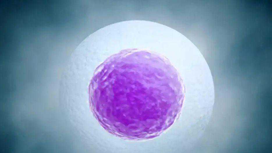 杭州供(借)卵试管婴儿医院排名出炉，附2024供卵三代生男孩条件解析
						
