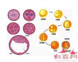 杭州医院试管供卵，浙江大学医学院附属第一医院做试管婴儿好不好？