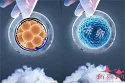 杭州供卵生殖中心网站,广州中医药大学第一附属医院做供卵试管婴儿包生男孩